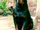 Rottweiler Male Forstud Service (Crossing )