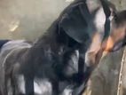 Rottweiler Male Dog