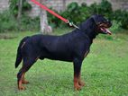 Rottweiler male imp