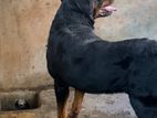 Rottweiler male imp