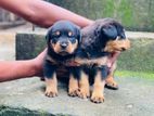 Rottweiler Male Puppies