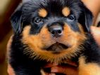 Rottweiler Male Puppies