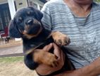 Rottweiler Male Puppies