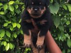 Rottweiler Male Puppies