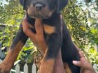 Rottweiler Male Puppies