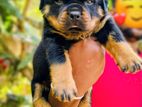 Rottweiler Male Puppies