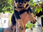 Rottweiler Male Puppies