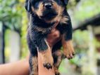 Rottweiler Male Puppies