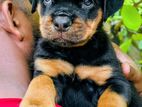 Rottweiler Male Puppies