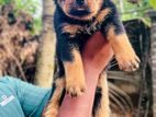 Rottweiler Male Puppies