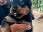 Rottweiler Male Puppies