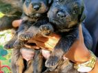 Rottweiler Male Puppies