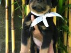 Rottweiler Male Puppy