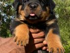 Rottweiler Male Puppy