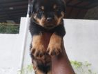 Rottweiler Male Puppy