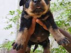 Rottweiler Male Puppy