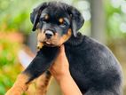 Rottweiler Male Puppy