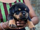 Rottweiler Male Puppy