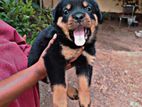 Rottweiler Male Puppy