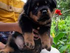 Rottweiler Male Puppy