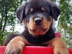 Rottweiler Male Puppy