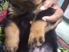 Rottweiler Male Puppy