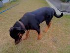 Rottweiler Male Puppy