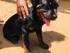 Rottweiler Male Puppy