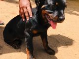 Rottweiler Male Puppy