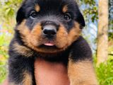 Rottweiler Male Puppies