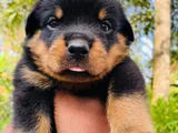 Rottweiler Male Puppies