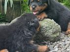 Rottweiler Male Puppies
