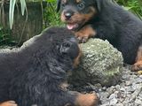 Rottweiler Male Puppies