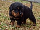 Rottweiler Male Puppy