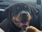 Rottweiler Male Puppy