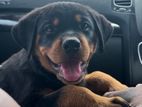 Rottweiler Male Puppy