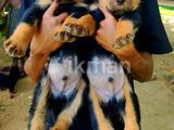 Rottweiler Male Puppy