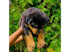 Rottweiler Male Puppy