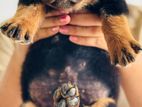 Rottweiler Male Puppy