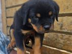 Rottweiler Male Puppy