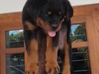 Rottweiler Male Puppy