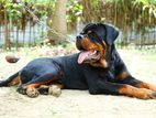 Rottweiler Male Puppy