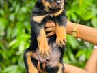 Rottweiler Male Puppy