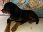 Rottweiler Puppy