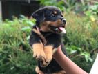 Rottweiler Male Puppy