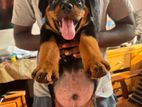 Rottweiler Male Puppy