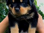 Rottweiler Male Puppy