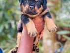 Rottweiler Male Puppy