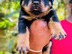Rottweiler Male Puppy