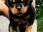 Rottweiler Male Puppy